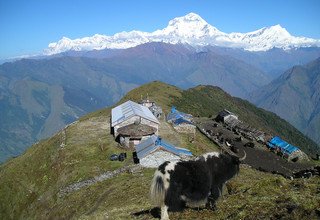 Khopra Danda (Ridge) Trek for families (South of Annapurnas), 11 Days