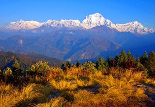 Khopra Danda (Ridge) Trek for families (South of Annapurnas), 11 Days