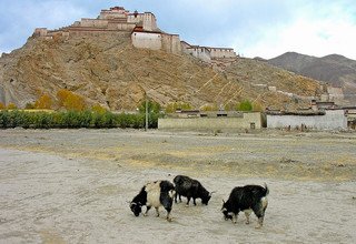 Tibet Lhasa EBC Kailash Kathmandu Overland Tour, 14 Days (Private or Group Trip)