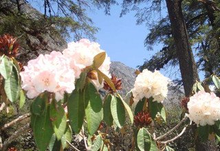 Langtang Ganja-La Pass Trekking, 14 Days