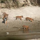 Jungle Safari in Nepal