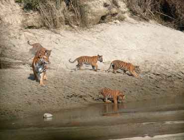 Bardia National Park Tour Packages, 3 Nights 4 Days