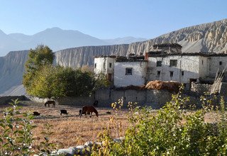 Yartung Festival Mustang Trek (the ancient Wall City of Lo-Manthang), 16 Days -