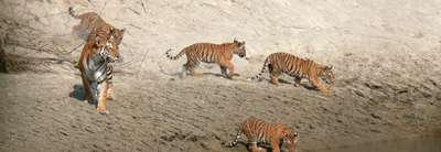 Bardia National Park Tour Package - 4 Nights 5 Days