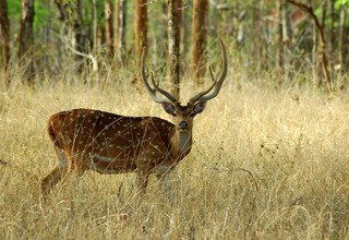 Chitwan Tour Package - 2 Nights/ 3 Days