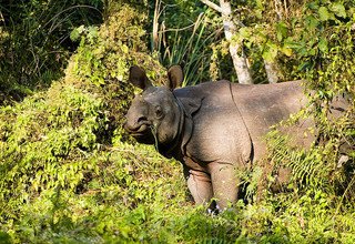 Chitwan Tour Package - 2 Nights/ 3 Days