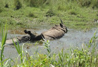 Chitwan Tour Package - 2 Nights/ 3 Days