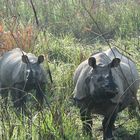 Chitwan National Park Tour Package, 3 Nights 4 Days