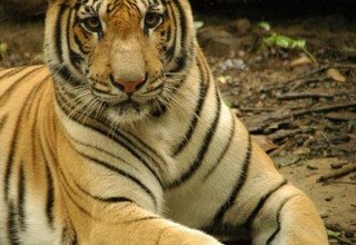 White Water Rafting and Chitwan National Park Tour - 3 Nights/ 4 Days