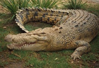 White Water Rafting and Chitwan National Park Tour - 3 Nights/ 4 Days