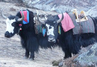 Everest the hard way, via Renjola Pass, Chola Pass and Khongmala Pass Lodge Trek, 19 Days Fixed Departure!
